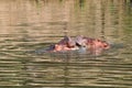 Hippopotamus in the river Royalty Free Stock Photo