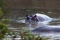 Hippopotamus, Serengeti, Tanzania, Africa Great Migration