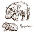 Hippopotamus set, female and newborn set, hand drawn doodle, sketch