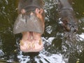 Hippopotamus showing huge jaw and teeth