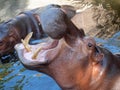 Hippopotamus showing huge jaw and teeth