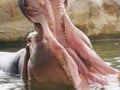 Hippopotamus showing huge jaw and teeth