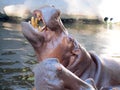 Hippopotamus showing huge jaw and teeth