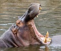 Hippopotamus showing its huge mouth while on a river in the Tanzania Safari Wildlife in Africa