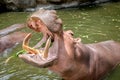 Hippopotamus showing mouth and teeth Royalty Free Stock Photo