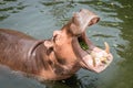 Hippopotamus showing mouth and teeth