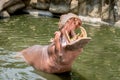 Hippopotamus showing mouth and teeth Royalty Free Stock Photo