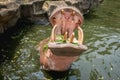 Hippopotamus showing mouth and teeth.