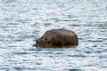 hippopotamus is sitting in the blue water. African animals in the wild. Royalty Free Stock Photo