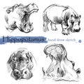 Hippopotamus sketch. Wild animal illustration.