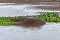 Hippopotamus sleeping between water hyacinth in the Letaba River