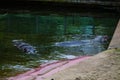 Hippopotamus sleeping in the water at the zoo. Wildlife Royalty Free Stock Photo
