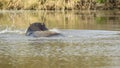 Hippopotamus splashing