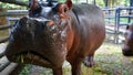 the hippo in the stable is eating grass with a sad face Royalty Free Stock Photo