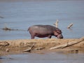 Hippopotamus standing on the bank of a river in its natural habitat