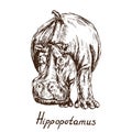 Hippopotamus standing with bird on it`s back