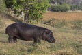 Hippopotamus standing in the grass.