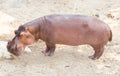 Hippopotamus standing on the ground.