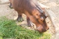 Hippopotamus standing on the ground and eating grass.