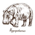 Hippopotamus standing, hand drawn doodle, sketch