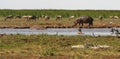 Hippopotamus Strolling along the river bank