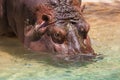 Hippopotamus submerging into the water