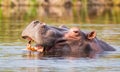 Hippopotamus swimming 6