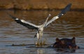 Hippopotamus swimming in a lake with a grey heron flying over it under the sunlight Royalty Free Stock Photo