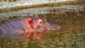 Hippopotamus swimming in a pond