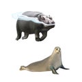 Hippopotamus swimming in the water, harp seal