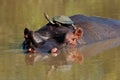 Hippopotamus and terrapin Royalty Free Stock Photo