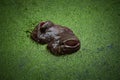 Hippopotamus 3 tonnes of male hippo hidden in the duck weed of a water hole