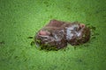 Hippopotamus 3 tonnes of male hippo hidden in the duck weed of a water hole