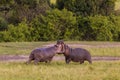 Two big hippos fighting outside the water Royalty Free Stock Photo