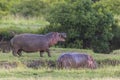 Two big hippos fighting outside the water Royalty Free Stock Photo