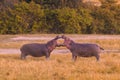 Two big hippos fighting outside the water Royalty Free Stock Photo