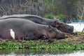 Hippopotamus