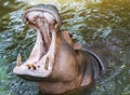 Hippopotamus waiting for food showing huge jaw and teeth