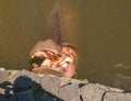 Hippopotamus waiting for food in Yama Jigoku