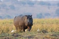 Hippopotamus walking along the Choebe River Royalty Free Stock Photo