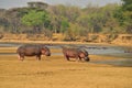 Hippopotamuses Walking along Luangwa River, South Luangwa National Park, Zambia Royalty Free Stock Photo