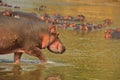 Hippopotamuses Walking along Luangwa River, South Luangwa National Park, Zambia