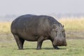 Hippopotamus walking out of the river Royalty Free Stock Photo