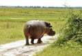 Hippopotamus wallking away