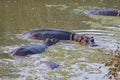 Hippopotamus wallowing in the water in south luangwa national park in zambia Royalty Free Stock Photo