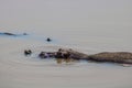 Hippopotamus wallowing in the water in south luangwa national park in zambia Royalty Free Stock Photo