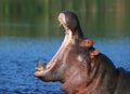 Hippopotamus in water Royalty Free Stock Photo