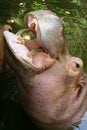 Hippopotamus in water Royalty Free Stock Photo