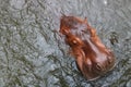 Hippopotamus in the water