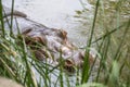 Hippopotamus,water